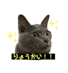 かめちゃんちのべるたん（個別スタンプ：7）