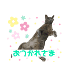 かめちゃんちのべるたん（個別スタンプ：8）