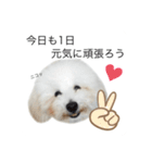 もふもふわんこ。#トイプードル（個別スタンプ：1）