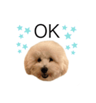 もふもふわんこ。#トイプードル（個別スタンプ：2）