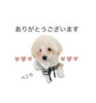 もふもふわんこ。#トイプードル（個別スタンプ：3）