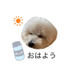 もふもふわんこ。#トイプードル（個別スタンプ：4）