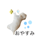 もふもふわんこ。#トイプードル（個別スタンプ：5）