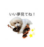 もふもふわんこ。#トイプードル（個別スタンプ：6）