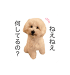 もふもふわんこ。#トイプードル（個別スタンプ：7）
