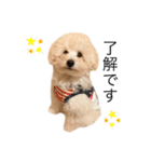 もふもふわんこ。#トイプードル（個別スタンプ：8）