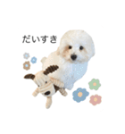 もふもふわんこ。#トイプードル（個別スタンプ：9）
