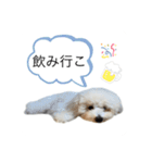 もふもふわんこ。#トイプードル（個別スタンプ：11）