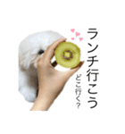 もふもふわんこ。#トイプードル（個別スタンプ：12）