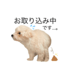 もふもふわんこ。#トイプードル（個別スタンプ：13）