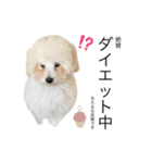 もふもふわんこ。#トイプードル（個別スタンプ：14）