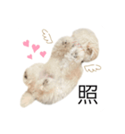 もふもふわんこ。#トイプードル（個別スタンプ：15）
