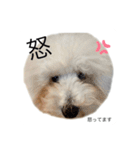 もふもふわんこ。#トイプードル（個別スタンプ：16）