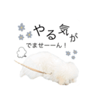もふもふわんこ。#トイプードル（個別スタンプ：17）