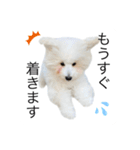 もふもふわんこ。#トイプードル（個別スタンプ：18）