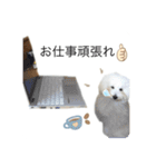 もふもふわんこ。#トイプードル（個別スタンプ：20）