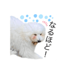もふもふわんこ。#トイプードル（個別スタンプ：21）