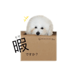 もふもふわんこ。#トイプードル（個別スタンプ：23）