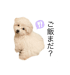 もふもふわんこ。#トイプードル（個別スタンプ：24）