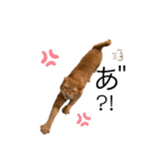 トラネコ春とキジトラ桜の気持ち①（個別スタンプ：2）