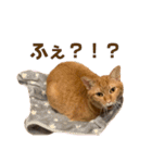 トラネコ春とキジトラ桜の気持ち①（個別スタンプ：13）
