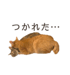 トラネコ春とキジトラ桜の気持ち①（個別スタンプ：17）