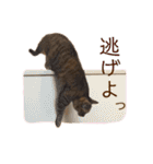 トラネコ春とキジトラ桜の気持ち①（個別スタンプ：25）