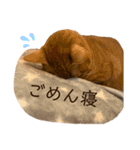 トラネコ春とキジトラ桜の気持ち①（個別スタンプ：28）