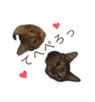 トラネコ春とキジトラ桜の気持ち①（個別スタンプ：33）