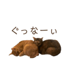 トラネコ春とキジトラ桜の気持ち①（個別スタンプ：34）