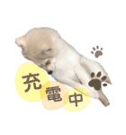 ポメラニアン ふわり vol.1（個別スタンプ：9）