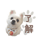 ポメラニアン ふわり vol.1（個別スタンプ：10）