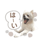 ポメラニアン ふわり vol.1（個別スタンプ：11）