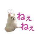 ポメラニアン ふわり vol.1（個別スタンプ：12）