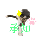 スコティッシュ今日も行く7（術後）（個別スタンプ：2）