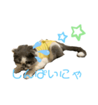 スコティッシュ今日も行く7（術後）（個別スタンプ：6）