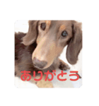三男と長女（個別スタンプ：3）