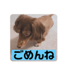 三男と長女（個別スタンプ：4）