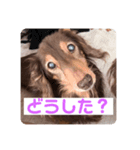 三男と長女（個別スタンプ：7）