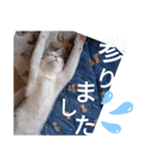 やる気がない猫写真スタンプ（個別スタンプ：1）