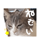やる気がない猫写真スタンプ（個別スタンプ：2）