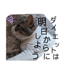やる気がない猫写真スタンプ（個別スタンプ：3）