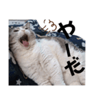 やる気がない猫写真スタンプ（個別スタンプ：4）