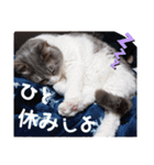 やる気がない猫写真スタンプ（個別スタンプ：6）