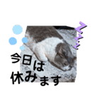 やる気がない猫写真スタンプ（個別スタンプ：7）