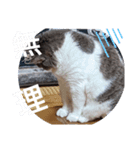 やる気がない猫写真スタンプ（個別スタンプ：8）