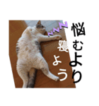 やる気がない猫写真スタンプ（個別スタンプ：9）