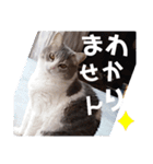 やる気がない猫写真スタンプ（個別スタンプ：10）