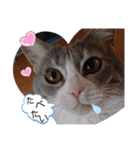 やる気がない猫写真スタンプ（個別スタンプ：11）
