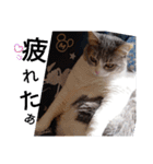 やる気がない猫写真スタンプ（個別スタンプ：12）